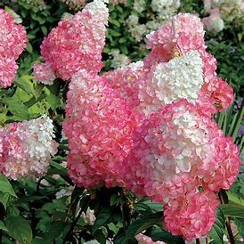☆hydrangea様☆ Amazon.com: Tucocoo Hydrangea in Glass Vase Window Landscape