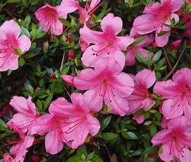 Dwarf Satsuki Azalea Hot Pink Reblooming Azalea