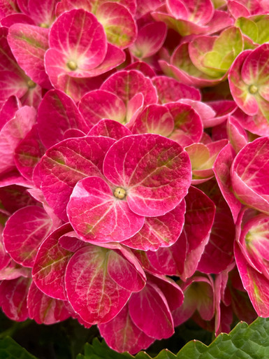 フラワー・ガーデニング htrurujrt Hydrangea-mac-Tilt-A-Swirl-