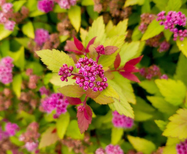 Spiraea-RainbowFizz-bloom-