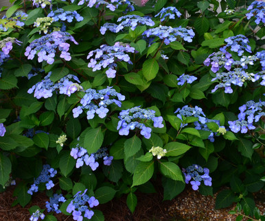 Buy the high-quality Endless Summer® Twist-n-Shout® Reblooming