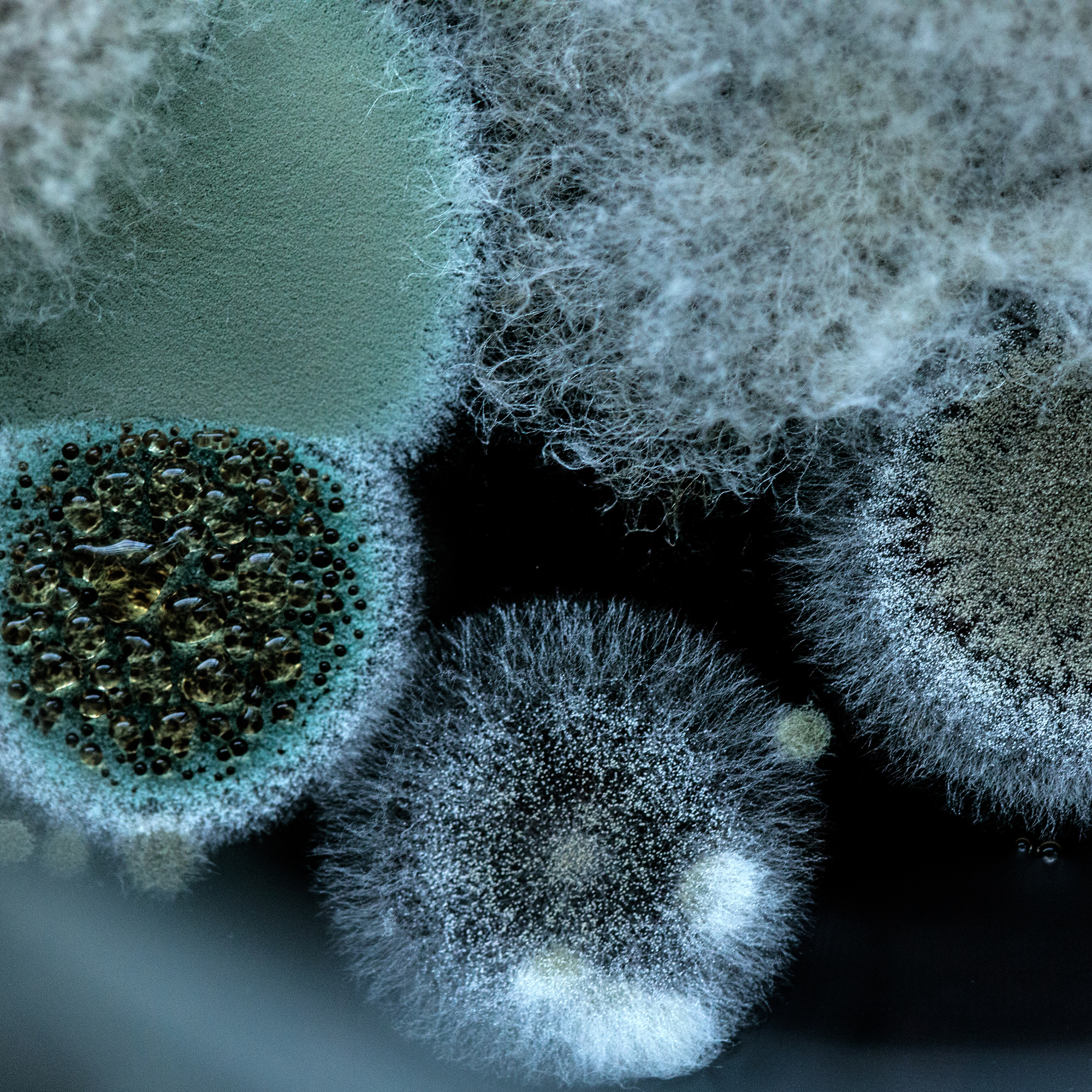 Mould spores