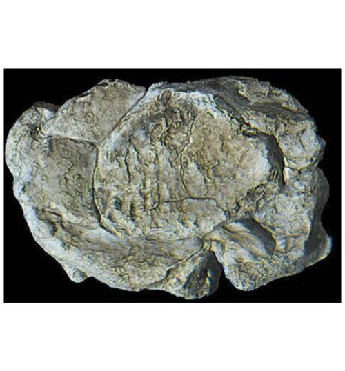 Woodland Scenics Rock form Wind Rock WOOC1237