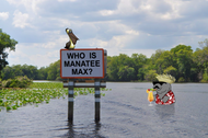 Who is Manatee Max?