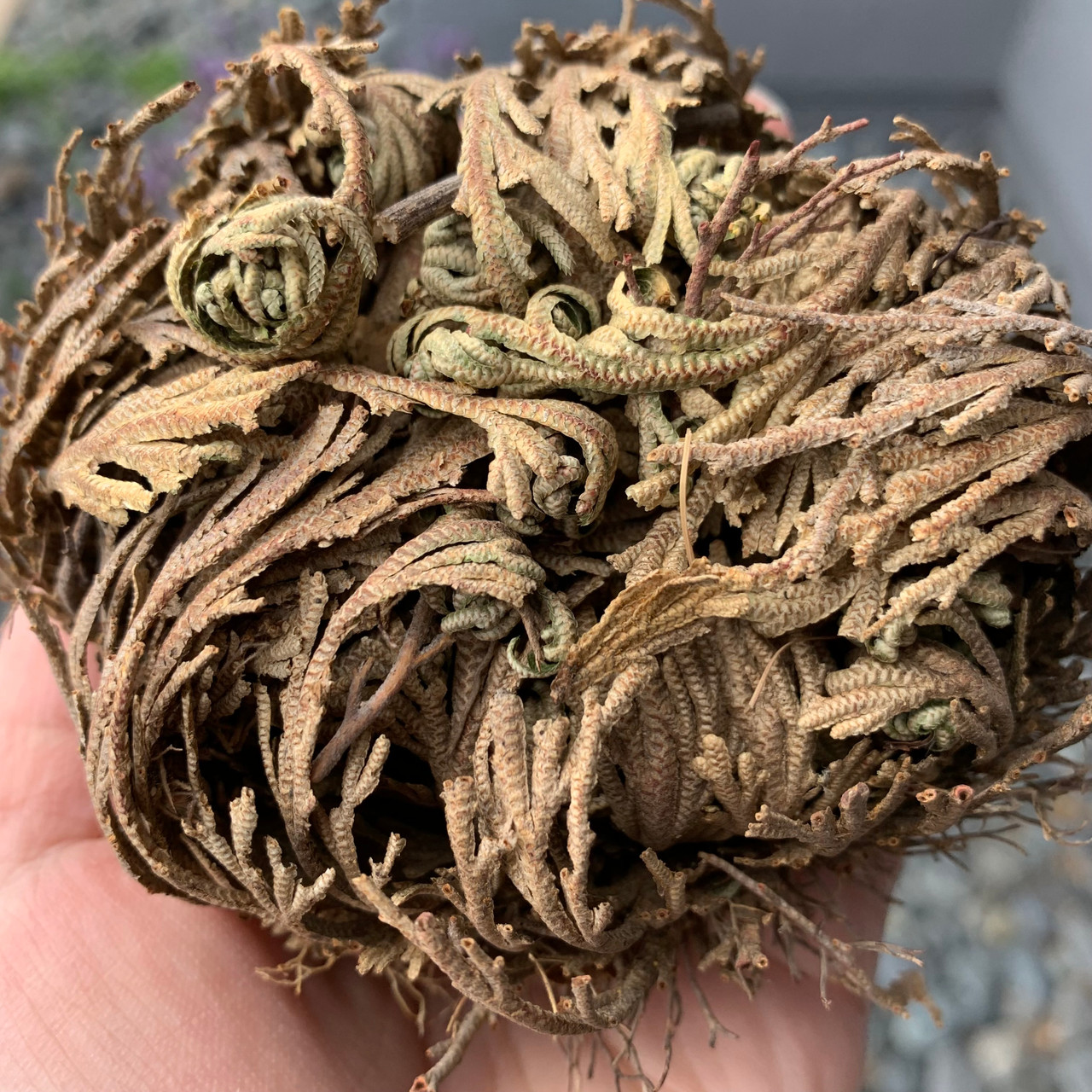 Rose of Jericho