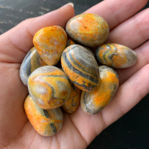 Bumblebee Jasper