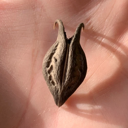 Bats Head Root