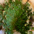 Rose of Jericho