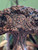Triple Goddess Sacred Tree
