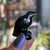 Black Obsidian Crow