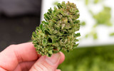 Colorado Cannabis Labeling Guide 