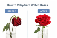 How to Rehydrate Wilted Roses (A Professional Florist’s Guide)