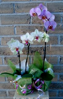 Phalaenopsis Orchid (Sinlge Plant)