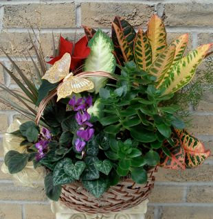 Dish Garden With Butterfly