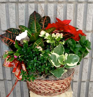 Winter Plants Dish Garden 