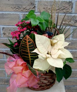 Blooming Plants Dish Garden 