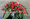 Small size casked spray with red roses 