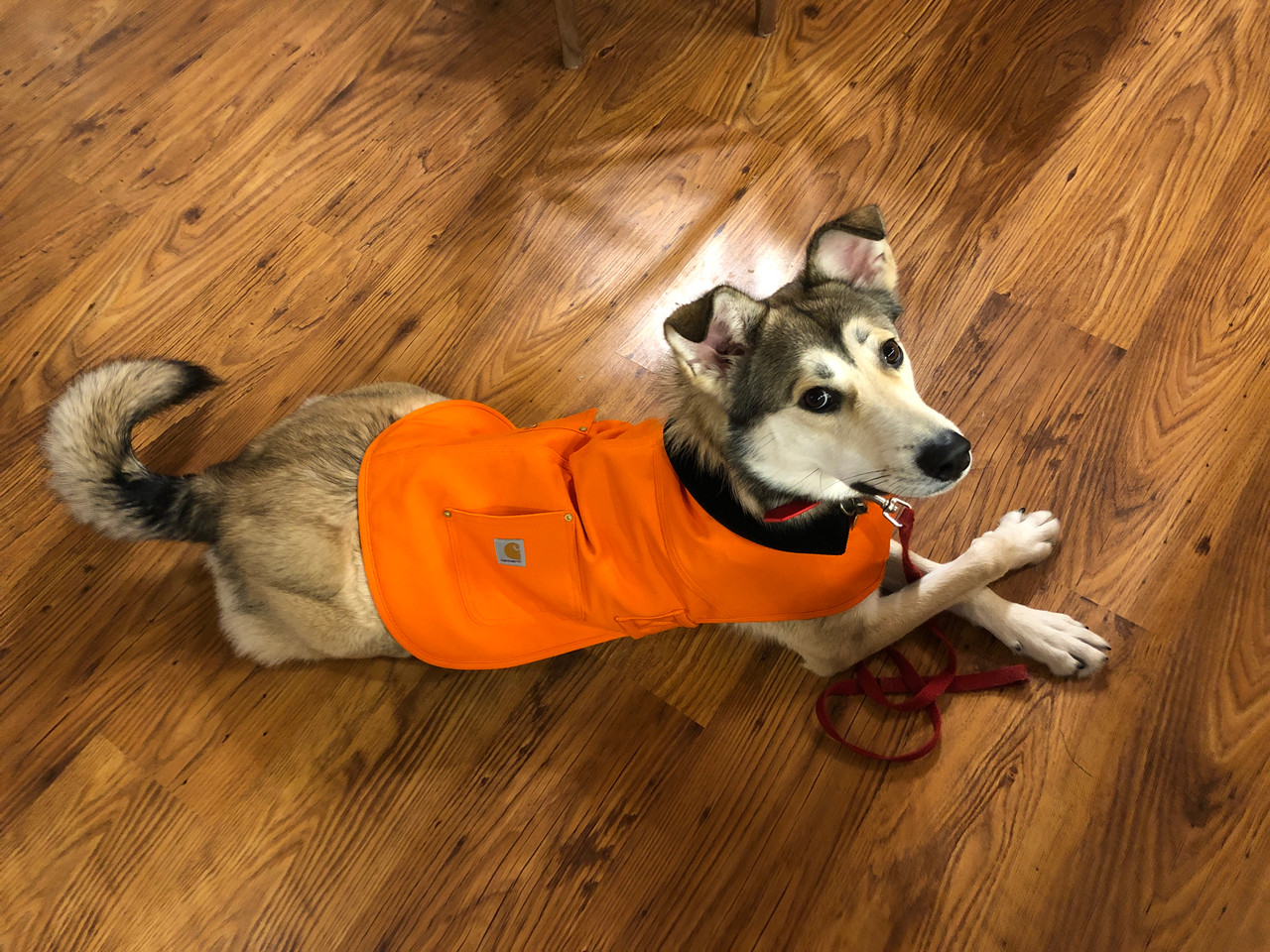 Carhartt Dog Chore Coat