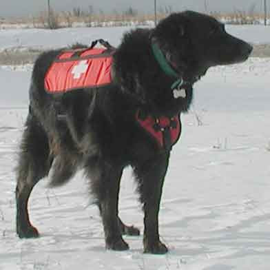 dog rescue harness