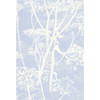 Cow Parsley - White/Blu By Cole & Son