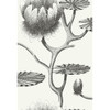 Lily - Black/White By Cole & Son