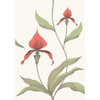 Orchid - Red/White By Cole & Son