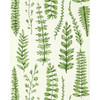Ferns in Juniper, Wallcovering by Scion