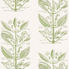 Sugar And Spice Wp in Cactus, Wallcovering by Kravet Couture