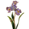 Jay Strongwater Vincent Iris Objet