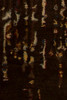 Chandra Spring 29103