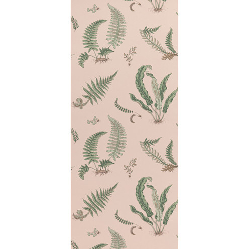 Ferns - Blush By G P & J Baker