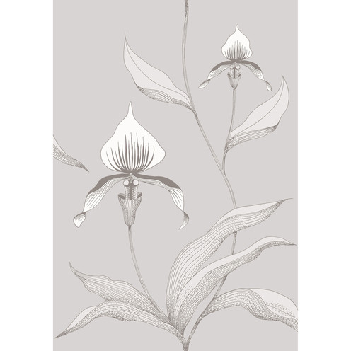 Orchid - Grey/White By Cole & Son