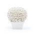 Boston Round Boxwood Topiary, Blanc De Chine