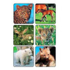 Kids Love Stickers® 90 per Pack Baby Animal Photos , Assorted Sticker 2-1/2 Inch 2001P Pack of 90