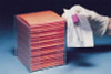 Biohazard Wipe BloodBloc Heavy Absorbency White / Orange NonSterile Cellulose / Polyethylene 4 x 4 Inch Disposable 066705 Pack of 200