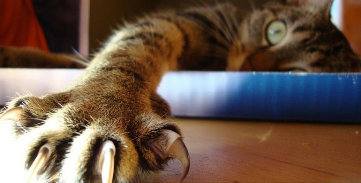 Little Known Fun Facts about Your Cat's Claws