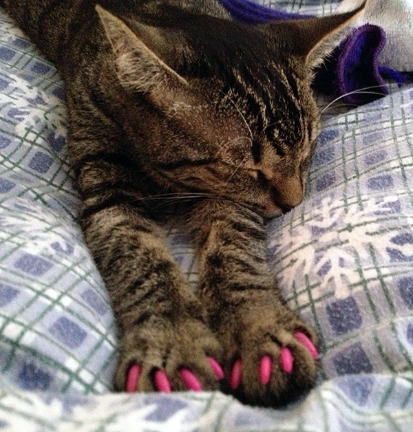 https://cdn11.bigcommerce.com/s-97ow4iz9xg/product_images/uploaded_images/cat-little-lucy-liu-hot-pink-soft-nail-caps-alternative-to-declawing.jpg