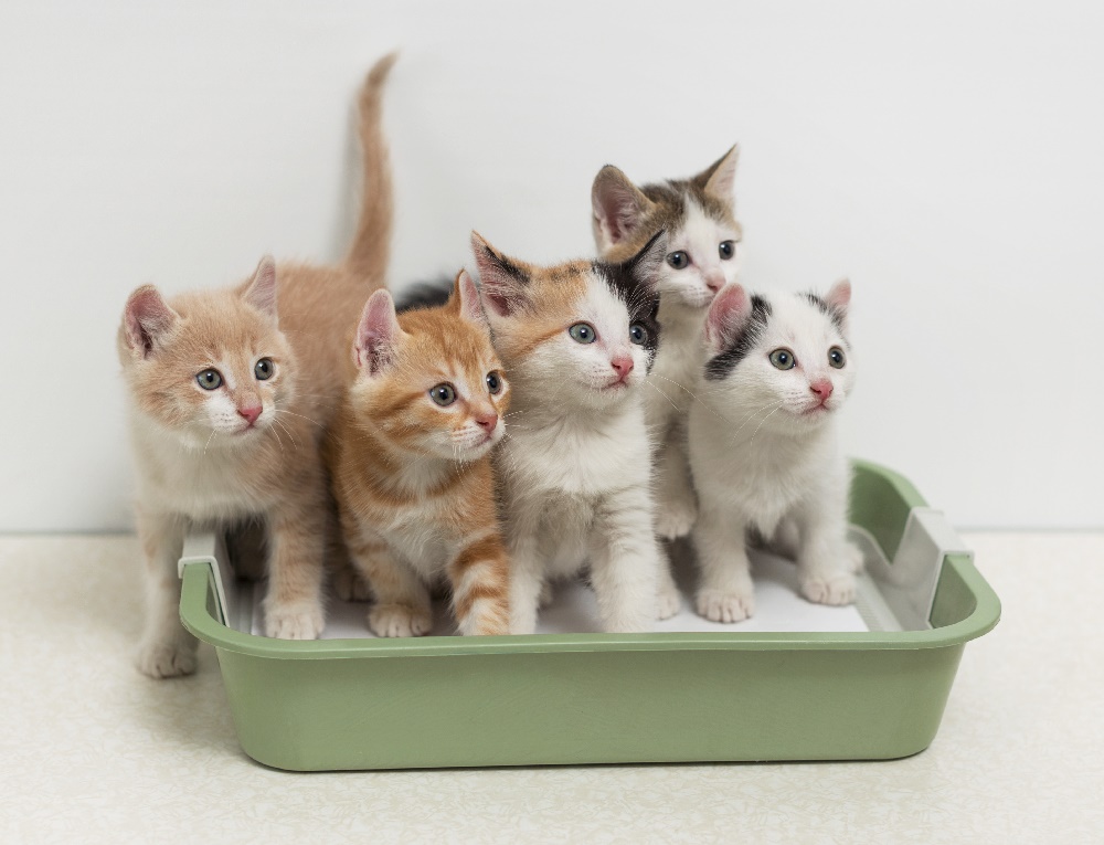 Litter Training Kittens & Cats: The Complete Guide