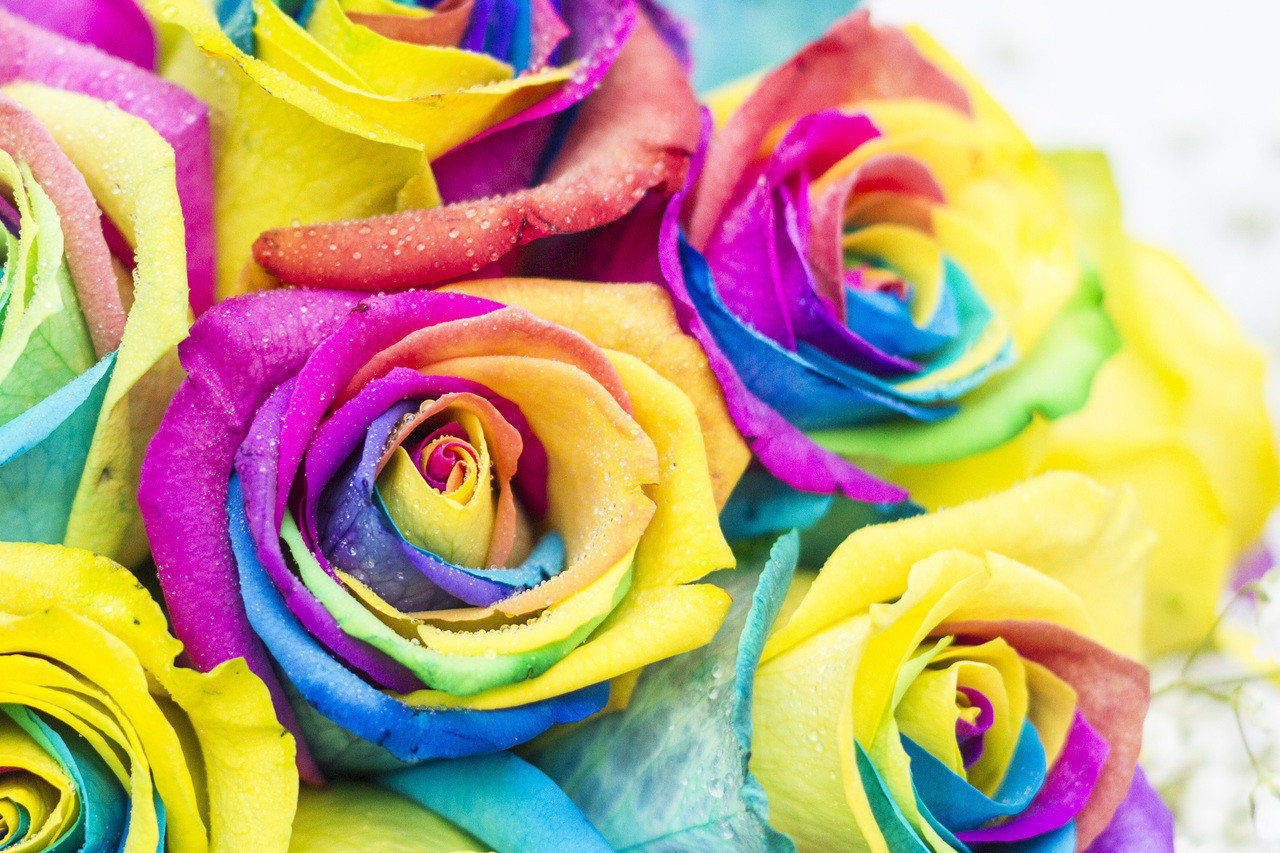 Half a dozen rainbow roses FREE DELIVERY GG's Flowers