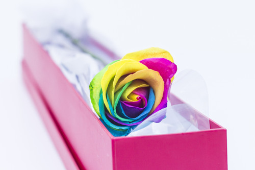 Single elegant rose - FREE DELIVERY