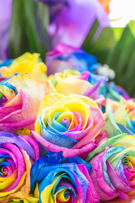 Two Dozen Rainbow Roses - GG's Flowers