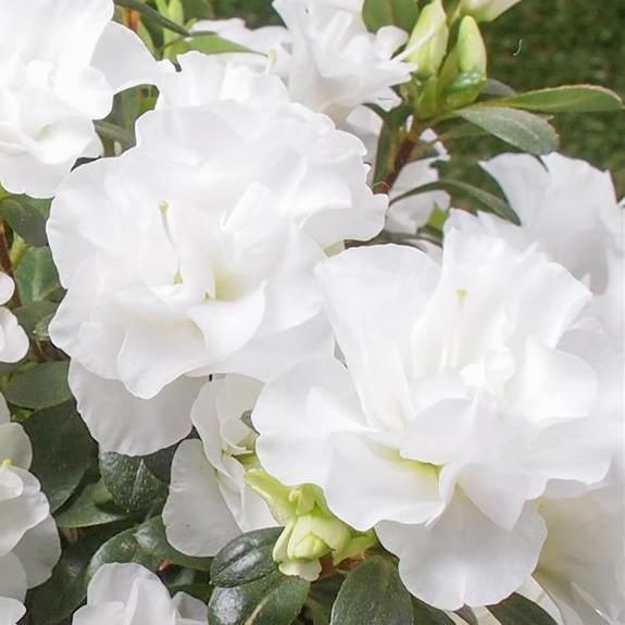 Azalea Stacked Stud in White main image 1