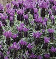 Lavender Raspberry Ruffles Lavandula 'Iceberry Ruffles' 140 mm - Botanical Creations