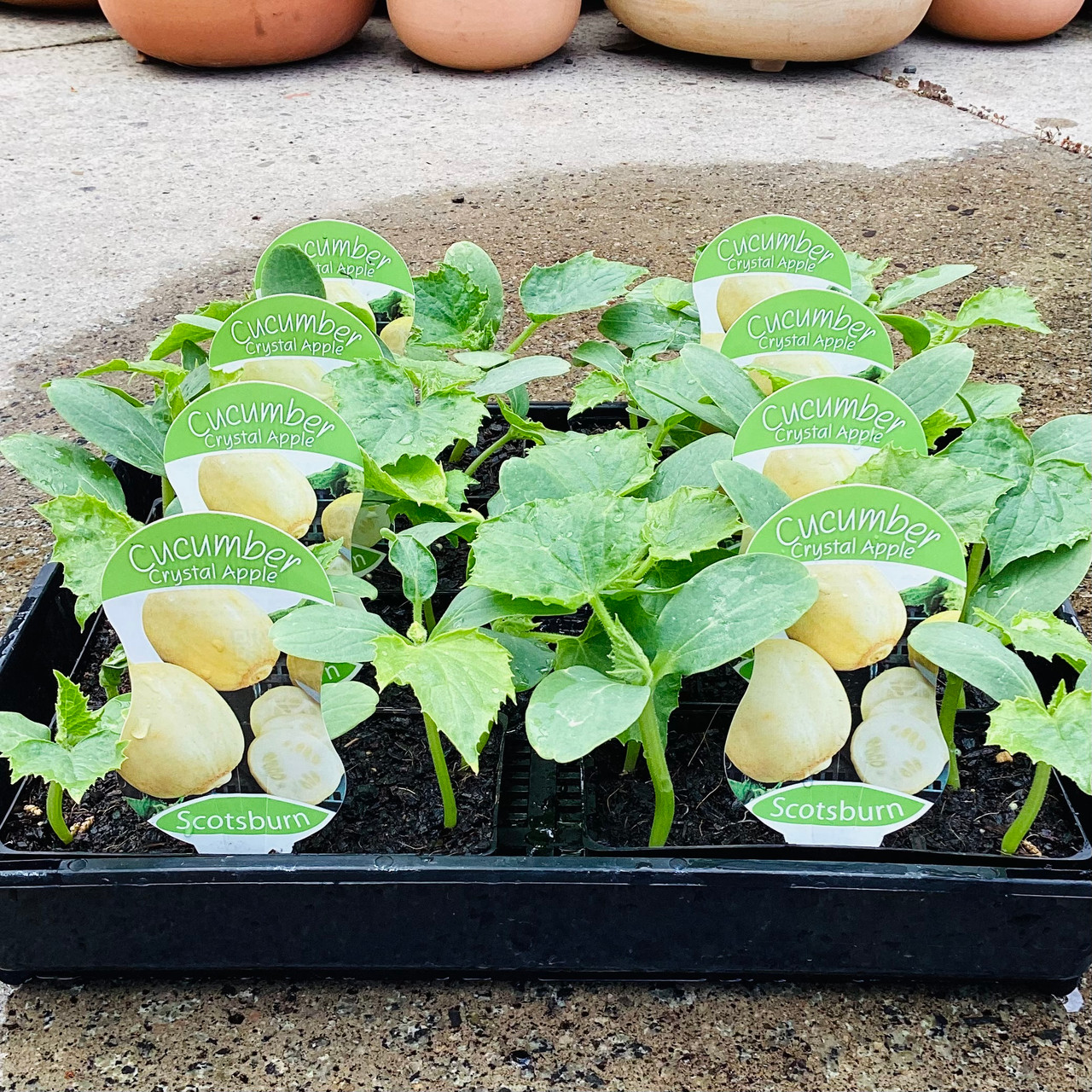 Cucumber 'Crystal Apple' - Botanical Creations