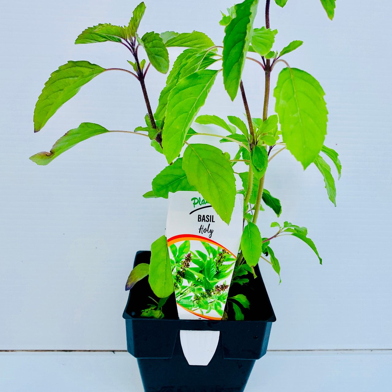 Holy Basil Tulsi 100 mm