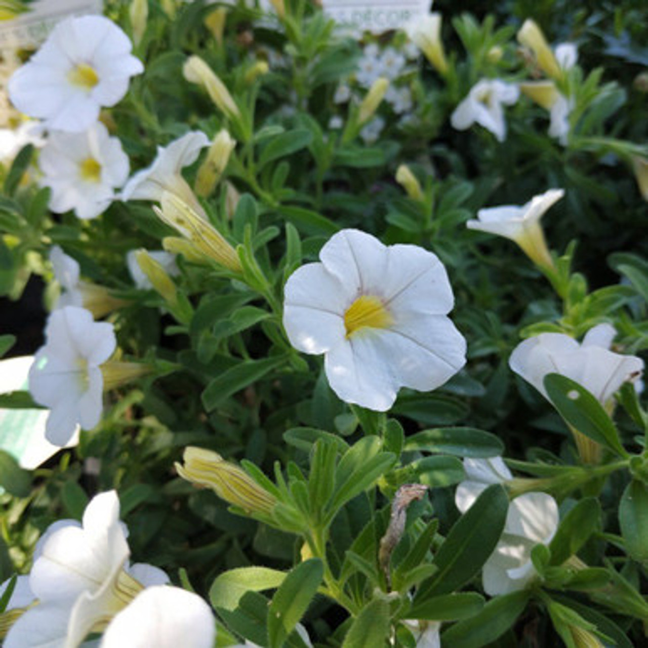 Calibrachoa Cha Cha Diva Apricot 150 mm