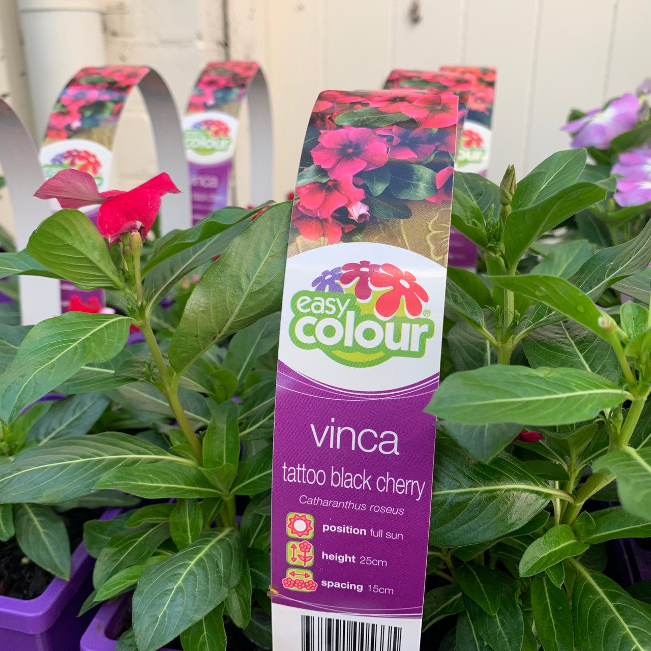 Easy Colour Vinca Tattoo Black Cherry Botanical Creations