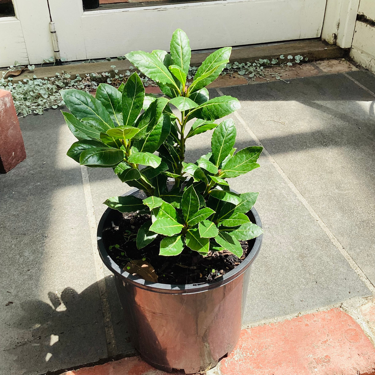 Laurus nobilis 'Baby Bay' 200 mm - Botanical Creations
