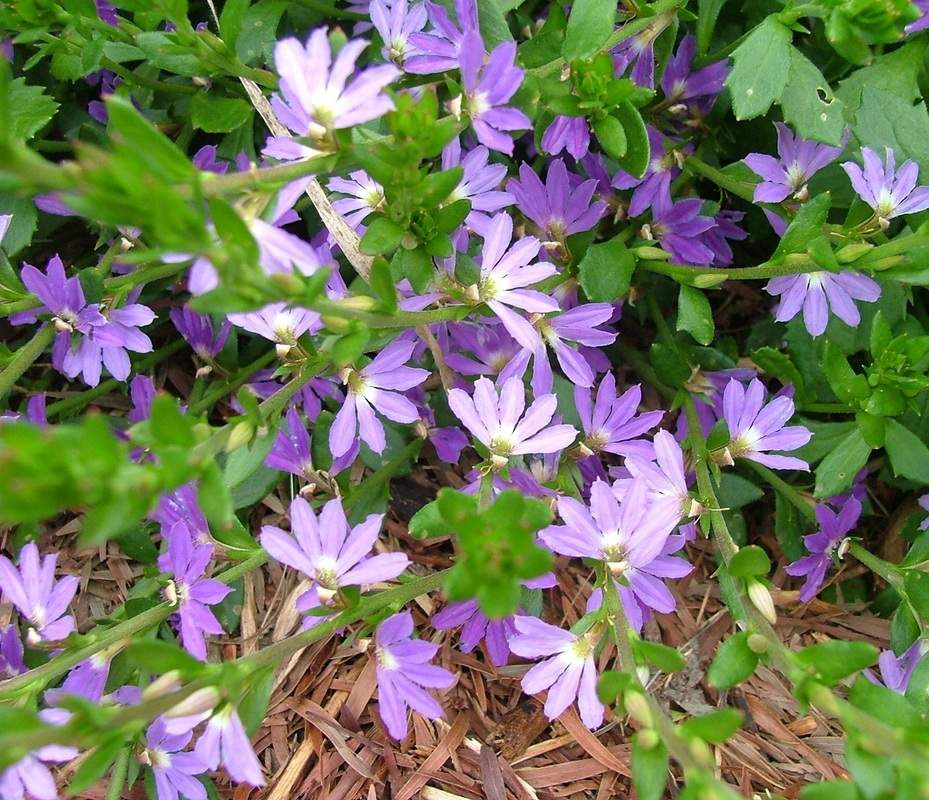 scaevola-mauve-clusters-140-mm-botanical-creations