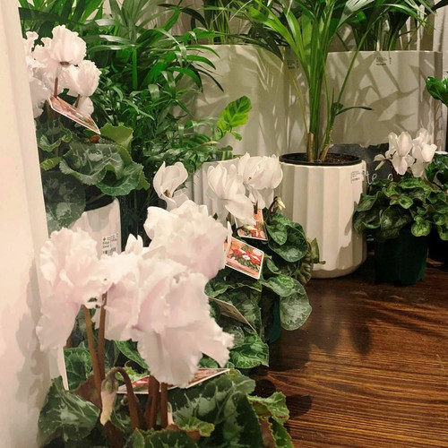Indoor Plants